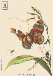 Atalante (Vanessa atalanta or Vulcan)