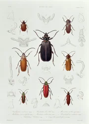 A Collection of Coleoptera Found in Chile, Illustration from 