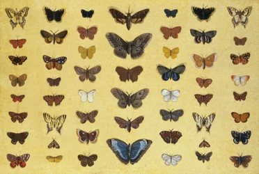 A collage of butterflies and moths including the Camberwell Beauty, the British Swallowtail, the Scarce Swallowtail, the Peacock and the Small Tortoiseshell, c. 1830