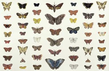 A collage of butterflies and moths including the Camberwell Beauty, the British Swallowtail, the Scarce Swallowtail, the Peacock and the Small Tortoiseshell, c. 1830 (print of 104967)