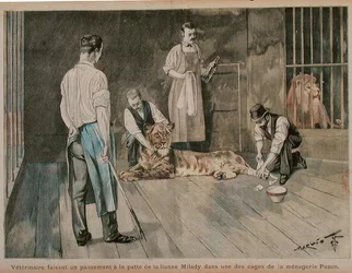 A veterinarian bandaging the paw of the lionness Milady, c.1898-99