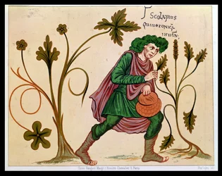 Aesculapius discovering betony, facsimile of a manuscript by Antonius Musa