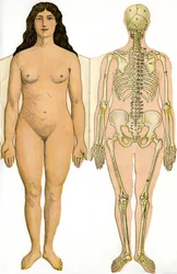 Anatomical folding board of the New Practical Encyclopedie of Medicine and Hygiene, by Dr. Rehm, Bookstore Aristide Quillet - human body - naked woman and female skeleton