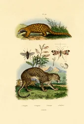 Anteater