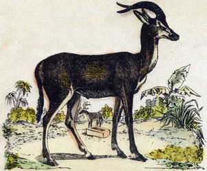 Antelope