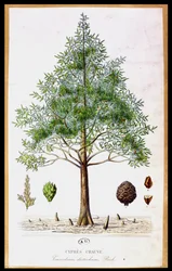 Bald Cypress Tree