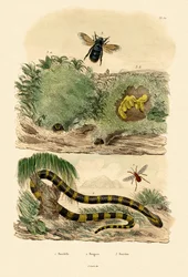 Banded Krait