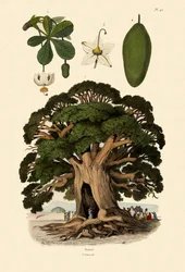 Baobab Tree, 1833-39