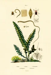 Bee Beetle