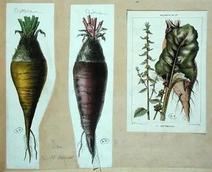 Beetroot, three botanical plates