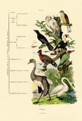 Birds