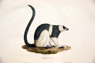 Black-and-white ruffed lemur, from Histoire Naturelle des Mammifères, avec des figures originales, by Étienne Geoffroy Saint-Hilaire & Frédéric Cuvier, 1824-42