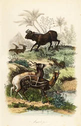 Black wildebeest, Connochaetes gnou, critically endangered addax or screwhorn antelope, Addax nasomaculatus, and harnessed bushbuck or kewel, Tragelaphus scriptus