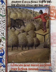 Boar Bow Hunting - in Book of Hunting by Gaston Phoebus, Count of Foix, Lord of Béarn