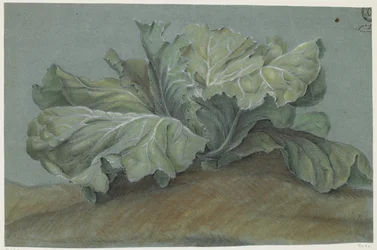 Cabbage Plant