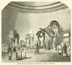 Natural History Cabinet of the Academy of Sciences, in St. Petersburg (engraving)