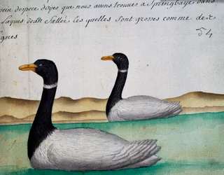 Canada Geese, Springbaye, Salt Lakes Region, from log book by Jacques Gouin de Beauchesne, captain of Compagnie royale de la Mer du Sud, from 1698 to 1701