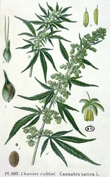Cannabis Sativa, Botanical Plate