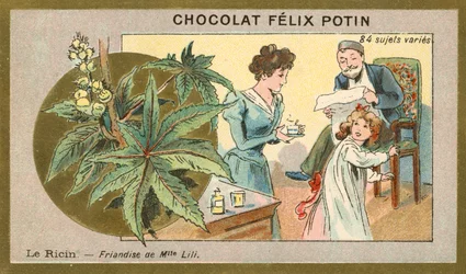 Castor oil - delicacy of Miss Lili