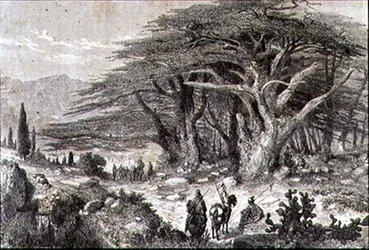 Cedar Trees in the Lebanon
