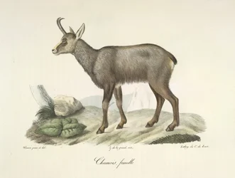 Chamois, Female, from Histoire Naturelle des Mammifères