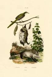 Common Tailorbird