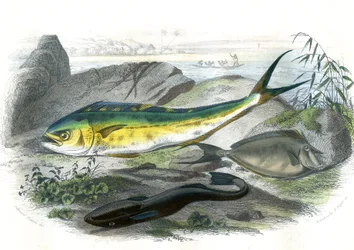 Coryphene Hippurus (coryphene sea bream, chameleon fish) - Plate extracted from Natural History by Bernard Germain de Lacepede, edition P. Furme, Paris