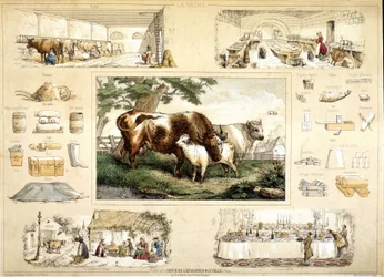 Cow and its products (milking, dairy)