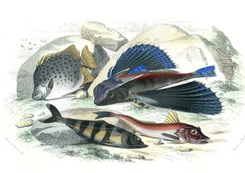 Dactyloptere pirapede (Dactylopterus pirapeda) flying fish, Chetodon argus (scatophagus argus), centronote pilote (echeneis naucrate), Trigle Lyre (Genicanthus Melanospilos) - Plate extracted from Natural History by Bernard Germain de Lacepede
