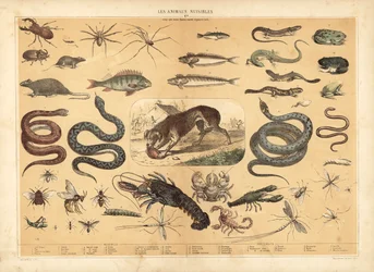 Dangerous animals