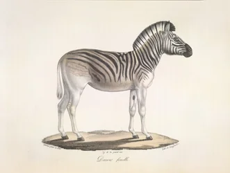 The Striped Quagga, or Burchell