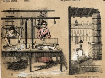 Description of the crop and silk products: workers spinning silk, removing or smothering cocoons. Plate 