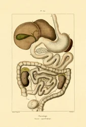 Digestive System