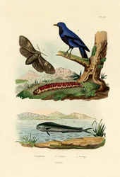 Dolphinfish