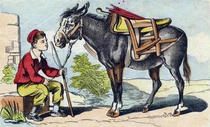 Donkey (Engraving in "Buffon Alphabet des Animaux")