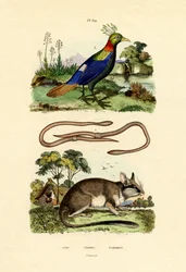 Dormouse