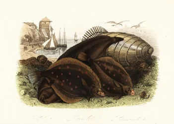 Dover Sole, European Plaice, and Common Dab on a Beach with a Fish Trap