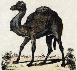 Dromedary. Engraving in 