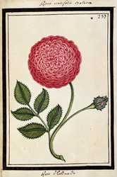 Dutch Rose, c.1700
