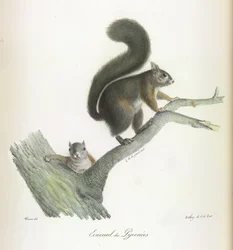 Squirrel, from Histoire Naturelle des Mammifères