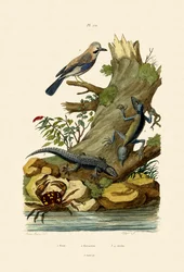 Eurasian Jay