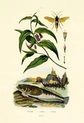 European Stargazer