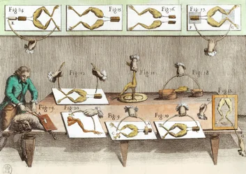 Experiment on frogs, illustration from De viribus electricitatis in motu muscumari
