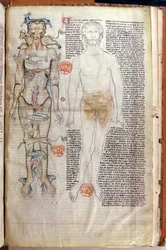 The Relationship between the Human Body and the Signs of the Zodiac, from a medical treatise by Abul Qasim Khalaf ibn al-Abbas al-Zahrawi (Abulcasis) translated by Gerard de Cremone