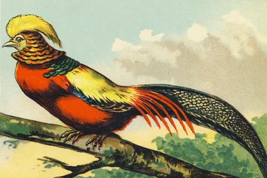 F as a Pheasant