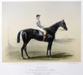Famous Racing Horse - in 