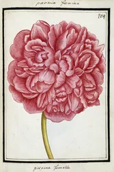 Female Peony