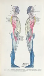 The Nervous System, from Semiologie des Affections du System Nerveux by J. Dejerine, 1914