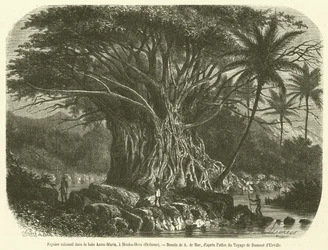 Colossal Fig Tree in Anna-Maria Bay, Nouka-Hiva, Oceania (engraving)