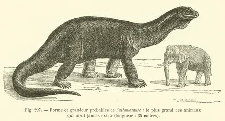 Probable Form and Size of the Atlantosaurus, the Largest Animal Ever to Exist, Length, 35 Meters